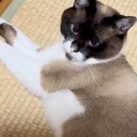 畳に寝転がる保護猫