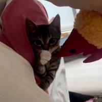 触る猫