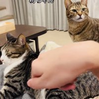 ママの膝の上でくつろぐキジ白猫と順番を待つキジトラ猫