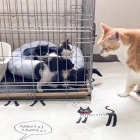 上に乗っかる子猫