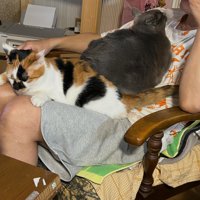 男性と猫