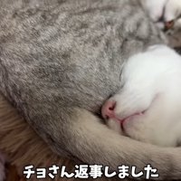 チョさん返事しました