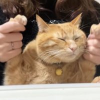 保護主に両手を持たれて目をつむっている茶トラ猫