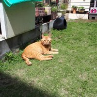 外にいる猫