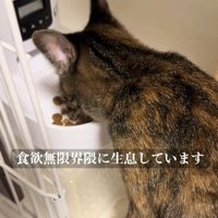 ご飯を食べ続ける猫