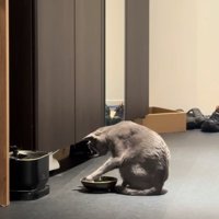お皿の中に真っ直ぐ伸ばした左前足を入れようとしている猫