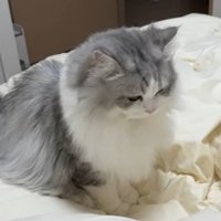布団の上でアピールする猫