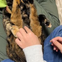 尻尾を足の間に入れられている二つ折りになった猫