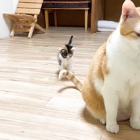 尻尾を見つめる三毛ちゃん