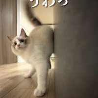 びっくりしている猫