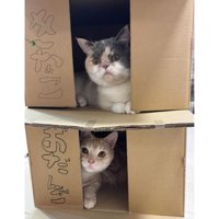 箱に入った猫たち