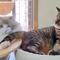 並んで過ごす2匹の猫