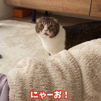 にゃーお！