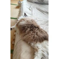 ベッドにいる猫たち