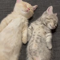 ソファで眠る2匹のマンチカン