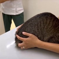 看護師さんの腕の中に隠れる