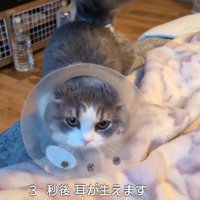 エリカラを着けた猫（3秒後耳が生えます）