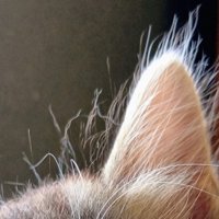 子猫の耳のパヤ毛のアップ