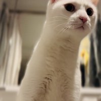 周りを警戒する保護猫