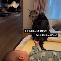 床で寝ている赤ちゃんと座っている猫