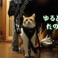 ハーネスをつけたチャチャ君