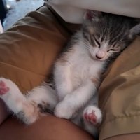 子供の足の間で寝る子猫