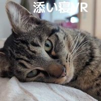 寝そべる猫
