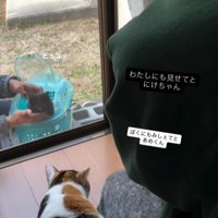 窓の外にいる猫を見に来る猫たち