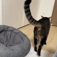 歩く猫の後ろ姿