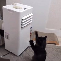 猫パンチする猫