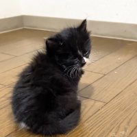 振り返って目を細める子猫