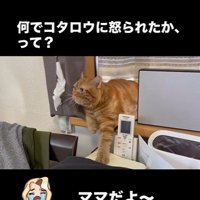 窓辺に寝そべっている猫