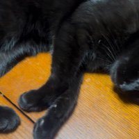 テーブルの上で脚を伸ばす黒猫