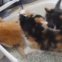 トイレで遊ぶ子猫たち