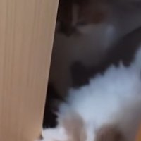 ドアの隙間から出てくる頭部から上が茶白の猫