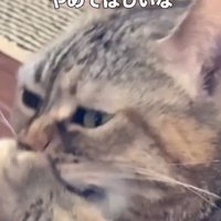 「その手の～」と書かれた写真2