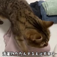 洗濯物の上に乗っかるみにらくん