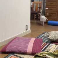 カメラに向かって歩いてくるプチプチをくわえた猫（ヒキ）