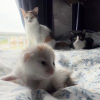 モコちゃんと先住猫たち