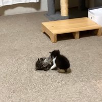 横になる子猫とじゃれる子猫