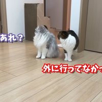 後ろを振り返る二匹の猫