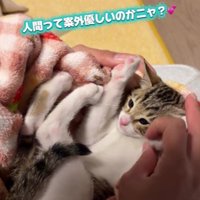毛布にくるまれている猫