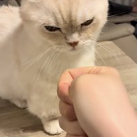 飼い主さんに怒るミヌエット