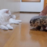 抱えられた5匹の子猫たち