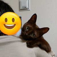 人間の肩に乗る猫