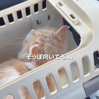 キャリーケースの中の猫