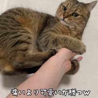 人の手を抱えたまま見上げる猫