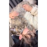 抱かれている猫