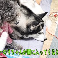 並んで座る2匹の犬