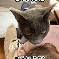 赤ちゃんの様子をチェックする保護猫